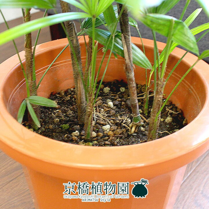 500円引きクーポン シュロチク 8号 棕櫚竹 花 観葉植物