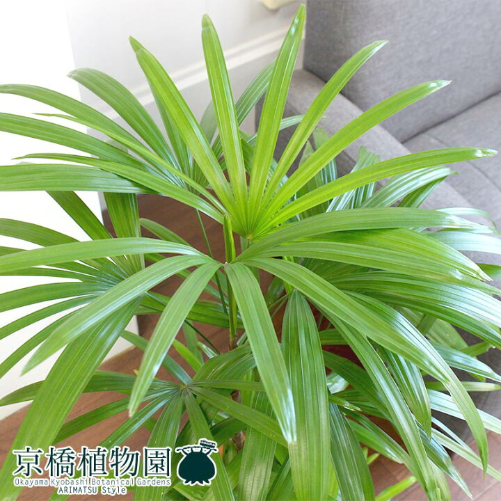 定番人気 シュロチク 8号 棕櫚竹 花 観葉植物