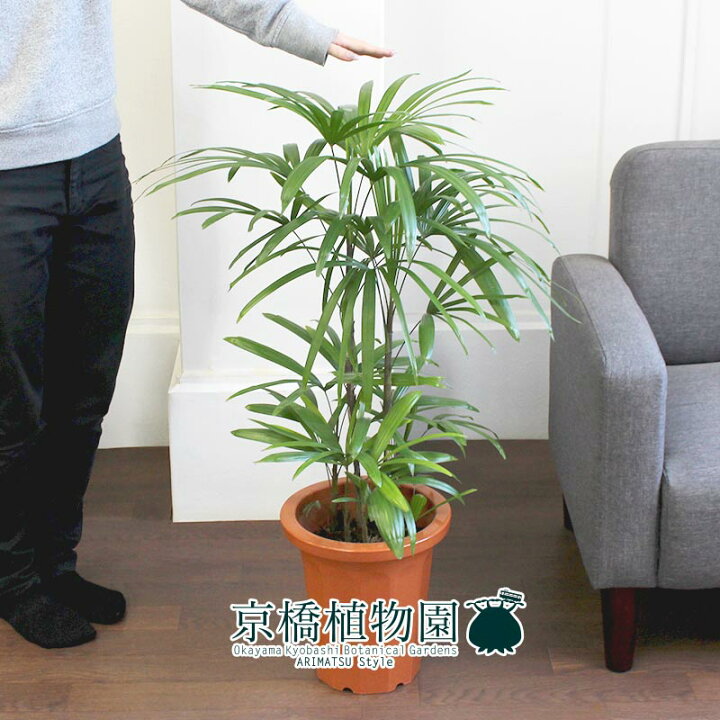 500円引きクーポン シュロチク 8号 棕櫚竹 花 観葉植物