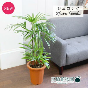 竹 鉢植えの人気商品 通販 価格比較 価格 Com