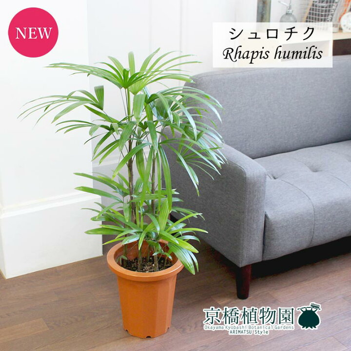 楽天市場 マラソンクーポンあり 5日はp5倍 シュロチク 棕櫚竹 8号 植物 置物 モダン インテリア おしゃれ 人気 引越し祝い 開店祝い 新築祝い 転居祝い お祝い 楽天 通販 鉢植え育てやすい 観葉 ギフト プレゼント 花のアリマツ楽天市場支店