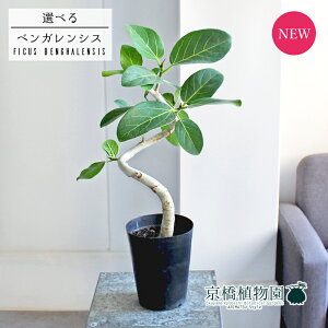 【マラソンクーポン有】【現品】フィカス・ベンガレンシス 曲がり 5号 黒鉢【選べる観葉植物】【観葉植物/インテリア/おしゃれ/ナチュラル/鉢植え/贈り物/楽天/通販/スモールサイズ/ブ