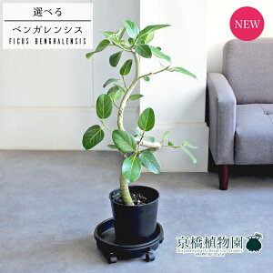 y30P5{IzyiztBJXExKVX@pEȂ@7@i1`4jyIׂϗtAzyϗtA/CeA//i`/A/蕨/yV/ʔ/~hTCY/