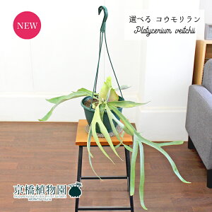 y}\N[|LIzyizRE/rJNV_Er[`[@7@݂艺yIׂϗtAzyϗtA/CeA//i`/A/蕨/yV/ʔ/~hTC