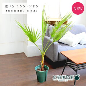 観葉植物 ワシントンヤシの人気商品 通販 価格比較 価格 Com