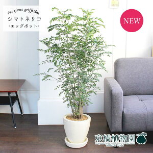 y30P5{IzyGbO|bg/AC{[zV}glRy󂯎MtzyՂ肽܂^̔z