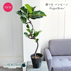 yizJVoSmLitBJXE[^jor[m@Ȃ@5|bgyIׂϗtAzyϗtA/CeA//i`/A/蕨/yV/ʔ/X[TCY/