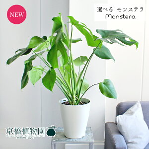 y1P7{IzyizXe@7@EhyIׂϗtAzyϗtA/CeA//i`/A/蕨/yV/ʔ/~hTCY/zCg/Vv/lCi/