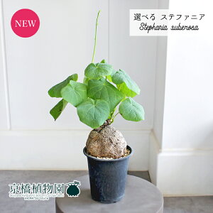 yubNtCf[N[|LIzyizXet@jAEXx[T@4@i6`10jyIׂϗtAzyϗtA/CeA//i`/A/蕨/yV/ʔ/X