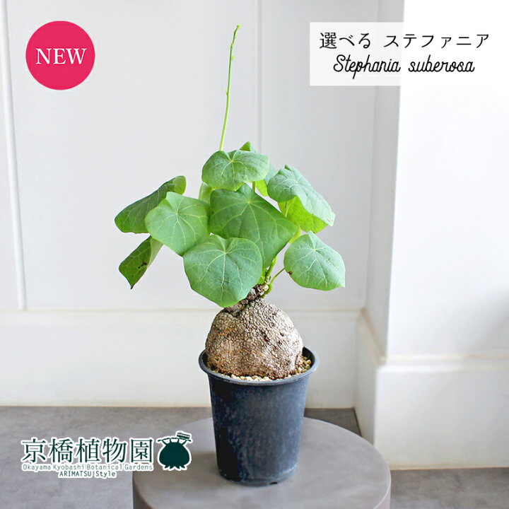 楽天市場】【現品】ステファニア・スベローサ 4号 黒鉢（1〜5 