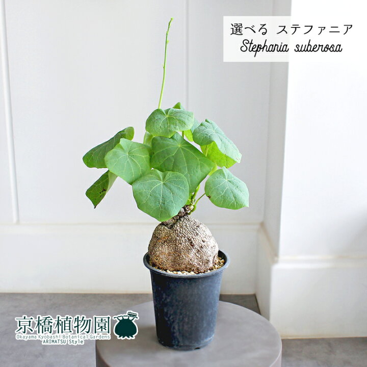 楽天市場】【マラソンクーポン有】【現品】ステファニア・スベローサ 4 