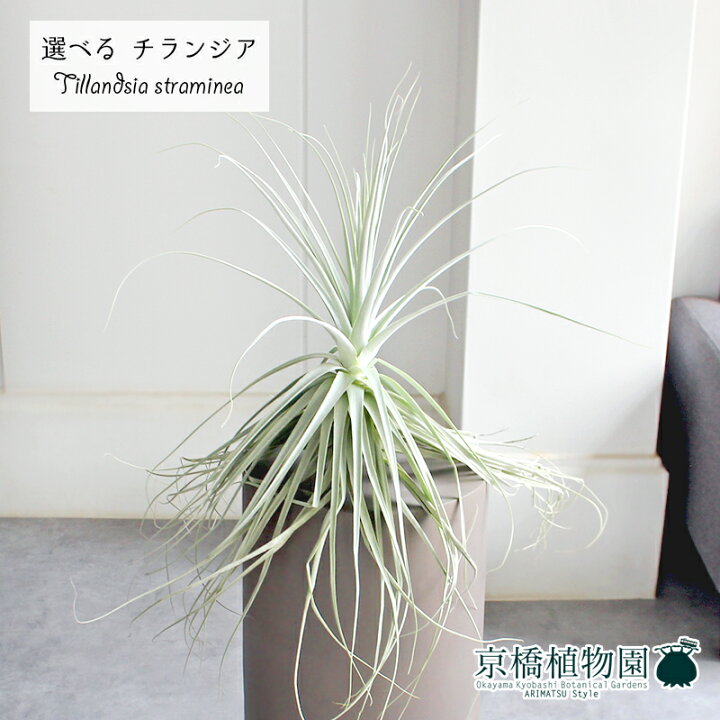 楽天市場】【現品】チランジア・ストラミネア 大（1〜4）【選べる観葉 