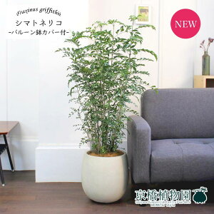 V}glR7yo[Jo[t/AeB[NzCgzy~hTCY/CeA/j/JXj/zj/Vzj/Mtg/v[g/Ă₷/ϗtA/yV/ʔ/^z