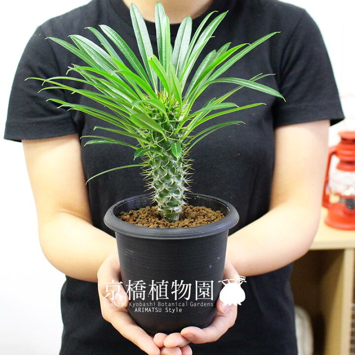 楽天市場】パキポディウム ・ラメリー（ラメレイ） 3.5号 【植物 