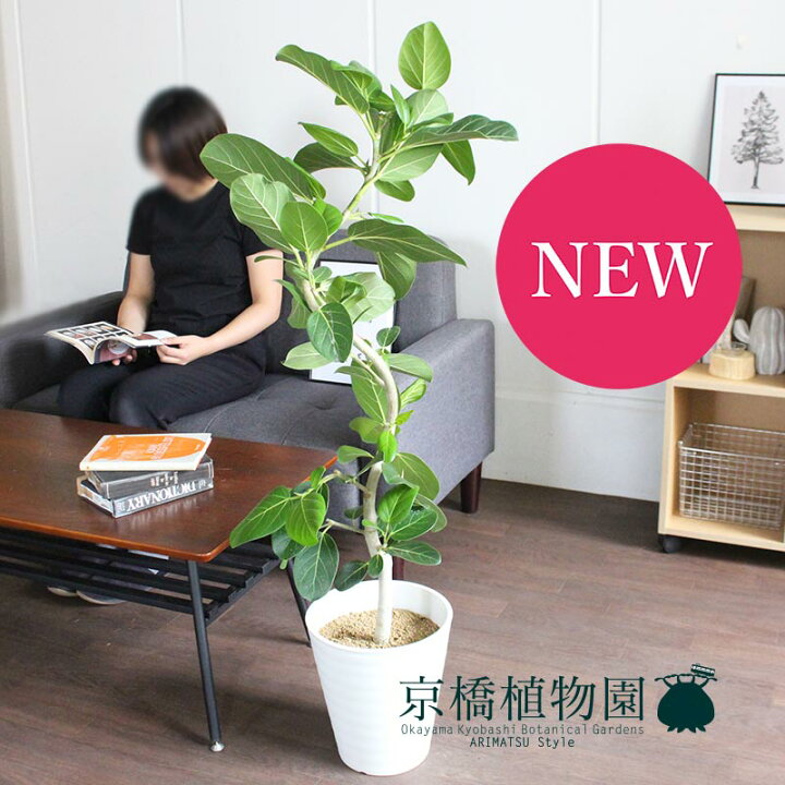 楽天市場 フィカス ベンガレンシス 8号 曲がり 白鉢 インテリア おしゃれ 人気 楽天 通販 ギフト プレゼント 花のアリマツ楽天市場支店