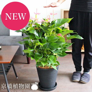 y5P5{IzySSN[|zySSizAXEiAX[j8FԐFsNny~hTCYz