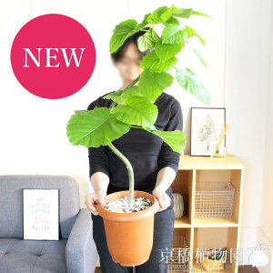 ウンベラータ 観葉植物の人気商品 通販 価格比較 価格 Com