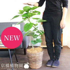 楽天市場 ウンベラータ 花 観葉植物 花 ガーデン Diy の通販