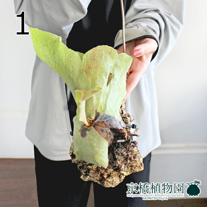 楽天市場】【現品】コウモリラン/ビカクシダ・エレマリア コルク付き 