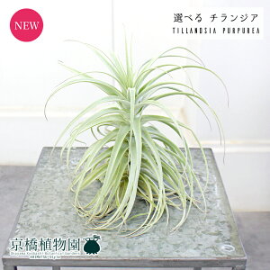 y30P5{IzyizGAvc@`WAEvvA@i1`5jyIׂϗtAzyϗtA/CeA//i`/蕨/yV/ʔ/Ă₷/S/lCi