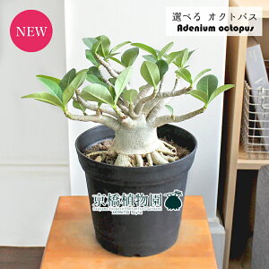アデニウム 観葉植物の人気商品 通販 価格比較 価格 Com