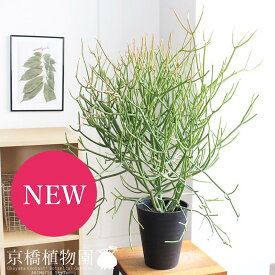 ミルクブッシュ青珊瑚)　5号（黒鉢）【サンゴみたいな植物】【茎を楽しむ植物】【植物 インテリア おしゃれ 人気 引越し祝い 開店祝い 新築祝い お祝い 楽天 通販 鉢植え観葉 ギフト プレゼント】