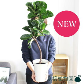 楽天市場 ゴムの木 種類 植物 ゴムの木 観葉植物 花 観葉植物 花 ガーデン Diyの通販