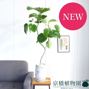 y30P5{Izy}\N[|Lzy}EhLEg[TCYzEx[^@Ȃy󂯎Mtzyȃ^zyX^CbVzyȂ̊ϗtAz