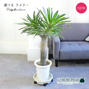 y1P7{zyizpL|fBEE[iCj@8@yIׂϗtAzyϗtA/CeA//i`/A/蕨/yV/ʔ/~hTCY/zCg/