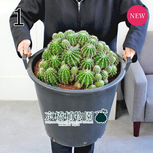 【30日はP5倍!】【マラソンクーポン有】【現品】サボテン エキノプシス・ハイブリッド 15号(1)【観葉植物/インテリア/おしゃれ/ナチュラル/鉢植え/贈り物/楽天/通販/特大サイズ/黒/ブ