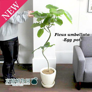 ウンベラータ 観葉植物の人気商品 通販 価格比較 価格 Com