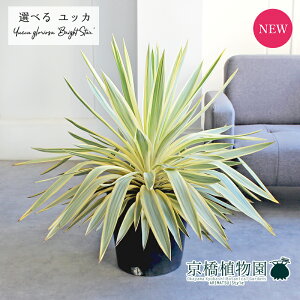 yizbJEOITEuCgX^[@10@yIׂϗtAzyϗtA/CeA//i`/A/蕨/yV/ʔ/[WTCY/^/ubN/ɋ