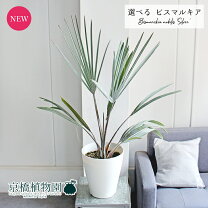 楽天市場】ビスマルキア（花・観葉植物｜花・ガーデン・DIY）の通販