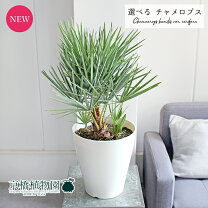 楽天市場】チャメロプス セリフェラ（花・ガーデン・DIY）の通販