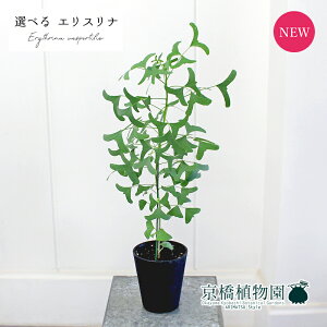 yizGXiEO[o^tC@4.5@i11`16jyIׂϗtAzyϗtA/CeA//i`/A/蕨/yV/ʔ/X[TCY/ubN/A