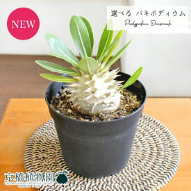 【現品】パキポディウム・デンシカウレ（恵比寿大黒）　3.5号（1～5）【選べる観葉植物】【観葉植物/インテリア/おしゃれ/ナチュラル/鉢植え/贈り物/楽天/通販/スモールサイズ/ミニ/小さい/黒/ブラック/再入荷】