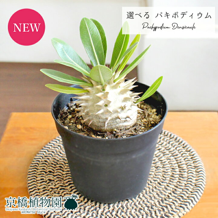 楽天市場】【現品】パキポディウム・デンシカウレ（恵比寿大黒） 3.5号 