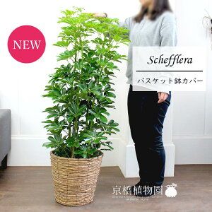 y25P5{IzyubNtCf[N[|LIzVFt@O[@8yoXPbgJo[t/uEzyzRJ|bNzy~hTCYz