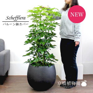 VFt@O[@8y[o[Jo[/AeB[NuEzyzRJ|bNzy~hTCYz