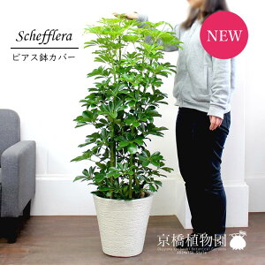 y25P5{IzyubNtCf[N[|LIzVFt@O[@8yrAXJo[/zCgzyzRJ|bNzy~hTCYz