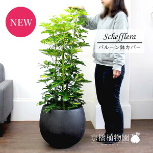 観葉植物 シェフレラ 8号の人気商品 通販 価格比較 価格 Com
