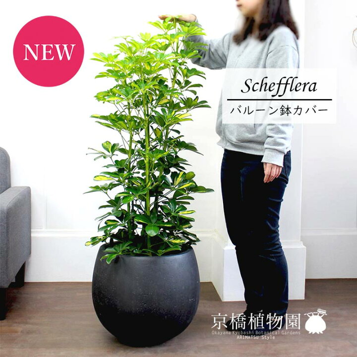 楽天市場 シェフレラ 斑入り 8号 Frp製バルーン鉢カバー アンティークブラウン 植物 インテリア おしゃれ 人気 引越し祝い 開店祝い 新築祝い お祝い 楽天 通販 鉢植え観葉 ギフト プレゼント 花のアリマツ楽天市場支店