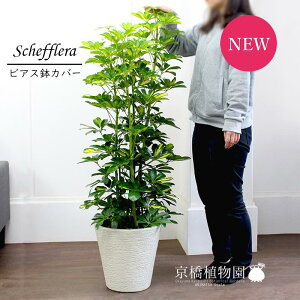 y25P5{IzyubNtCf[N[|LIzVFt@@8yrAXJo[/zCgzyzRJ|bNzy~hTCYz