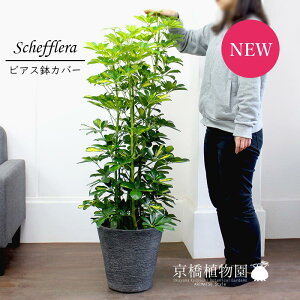 y25P5{IzyubNtCf[N[|LIzVFt@@8yrAXJo[/ubNzyzRJ|bNzy~hTCYz