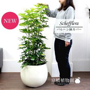 VFt@@8y[o[Jo[/AeB[NzCgzyzRJ|bNzy~hTCYz