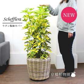 シェフレラ　ハッピーイエロー　8号【ラタン製鉢カバー付き】【植物【大型】