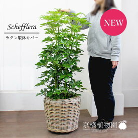 【SSクーポンあり】【SS特価品】シェフレラ　グリーン　8号【ラタン製鉢カバー付き】【植物【大型】