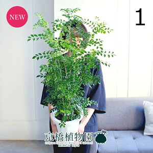 yizglR@7@i1jyϗtA/CeA//i`/A/蕨/yV/ʔ/~hTCY/zCg/lCi/Mtg/v[gz