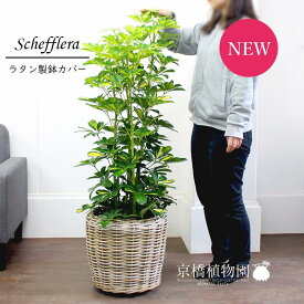 【SSクーポンあり】【SS特価品】シェフレラ　斑入り　8号【ラタン製鉢カバー付き】【植物【大型】