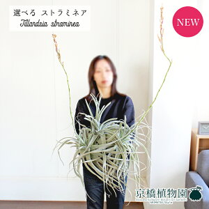 �y���i�z�`�����W�A�E�X�g���~�l�A�@����Q���y�I�ׂ�ϗt�A���z�y�ϗt�A��/�C���e���A/�������/�i�`������/���蕨/�y�V/�ʔ�/��Ă₷��/���S��/�l�C���i�z